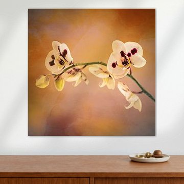 Altmodische Orchidee