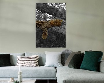 Luipaard in boom van Marco van Beek