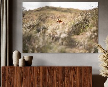 Vos in de Amsterdamse Waterleidingduinen Nederland