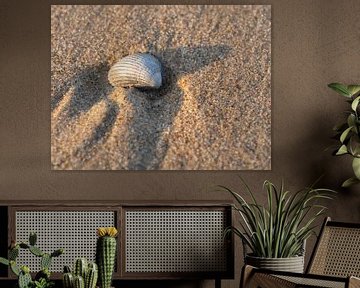 Shell on the beach by Hillebrand Breuker
