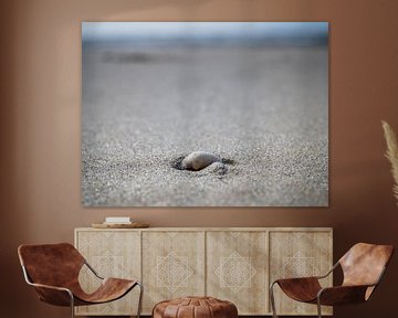 Coquillage sur la plage