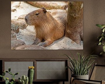 Capybara (Wasserschwein) von t.ART