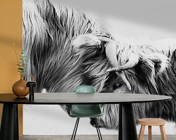 two Scottish highlanders black and white, bovine, grazer, tough, black by M. B. fotografie