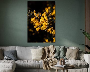 Beautiful yellow flower against a dark background by Lydia