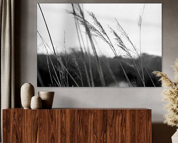 black and white reed to nature reserve by Delphine Kesteloot