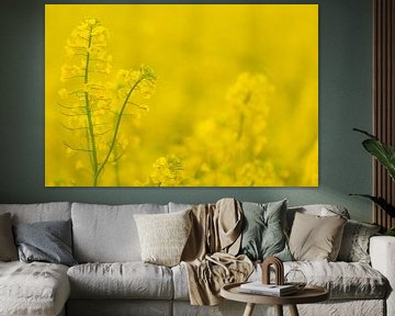 rapeseed by Hillebrand Breuker