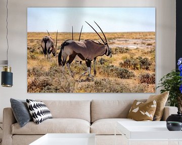 Oryx antelopes in Namibia by Roland Brack