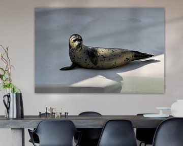 Zeehond van Marcel Pietersen