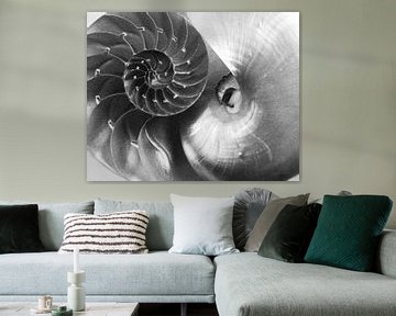 Nautilus Yin Yang, Debra Van Swearingen