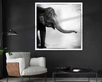 Elefant II, Debra Van Swearingen von Wild Apple