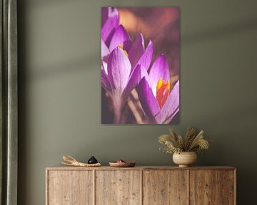 Fleurs printanières violettes. Le crocus sur Denise Tiggelman