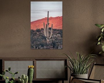 Zonsondergangen en saguaros i, Nathan Larson van Wild Apple