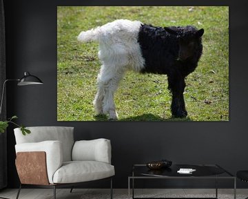 Zwarte schapen....of toch niet?