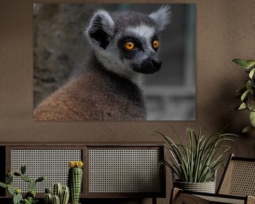 Ringstaartmaki mooie ogen . Deze gefotografeerd in Bali zoo. van Claudia De Vries