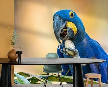Hyacinth Macaw by Hillebrand Breuker