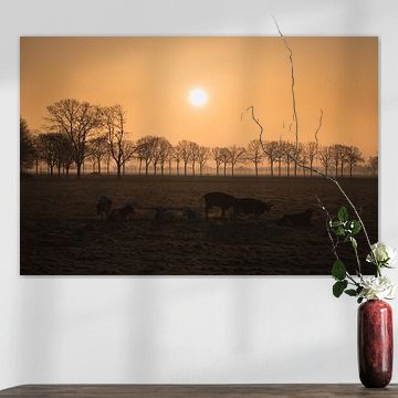 Zonsopkomst Platteland Koeien