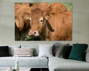 closeup van een Limousin een koeienras uit het Centraal Massief in Frankrijk