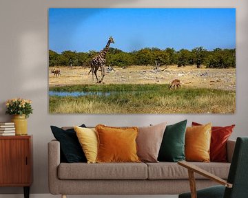 Girafes dans la savane de Namibie sur Roland Brack