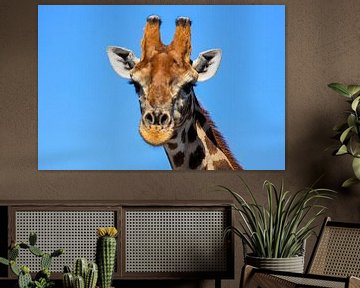 Giraffen in de Namibische Savanne van Roland Brack