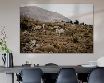 Sheep herd in Turkish mountain landscape