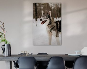Husky hond in Fins Lapland (Finland) van Christa Stories