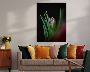 Tulp met donkere achtergrond van Marian Appelman