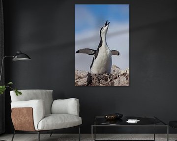 chinstrap penguin by Hillebrand Breuker
