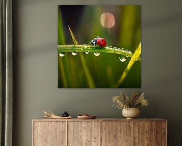 Lieveheersbeestje op een grasspriet met dauw van Vlindertuin Art