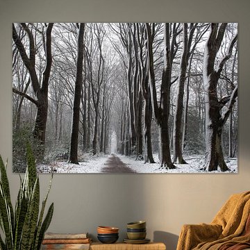 Schnee auf der Veluwe schöne Waldallee