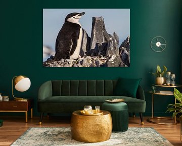 Keelband pinguin met ei op een rotsachtige ondergrond van Hillebrand Breuker