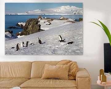 Colonies of penguins by Hillebrand Breuker