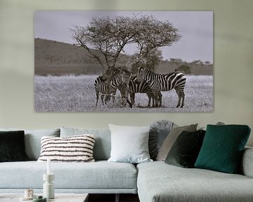 Zebras seek shade by Marco van Beek