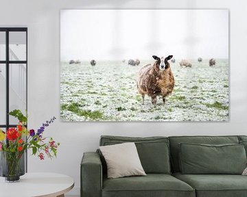 Moutons dans une prairie enneigée dans un paysage d'hiver sur Sjoerd van der Wal Photographie