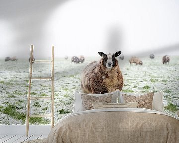 Sheep in a snow covered meadow in a winter landscape by Sjoerd van der Wal Photography
