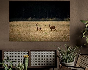 Twee reeën In het veld van Timo Videc