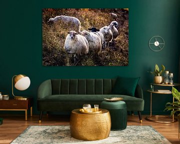 Schafe von Rob Boon