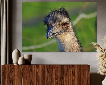 Struisvogel van Rogier Vermeulen