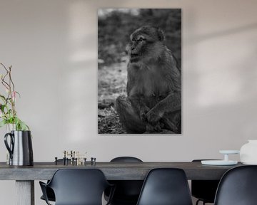 Barbary macaque watches his family by Tobias van Krieken