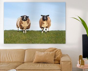 Deux moutons curieux sur le talus sur Margreet Riedstra