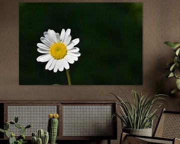 Une fleur marguerite au jardin sur Claude Laprise