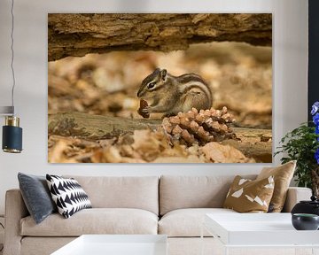 In my habitat (Siberian chipmunk) by Birgitte Bergman