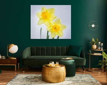 Two Yellow Daffodils on White by Iris Holzer Richardson