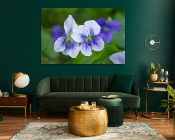 Paarse viooltjes Wilde bloemen van Iris Holzer Richardson