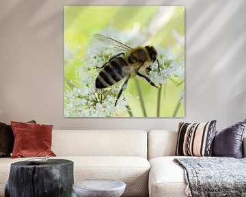 Honingbij op wilde carotbloem van Iris Holzer Richardson