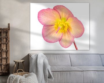 Macro van een leznrose bloem op een witte achtergrond van ManfredFotos
