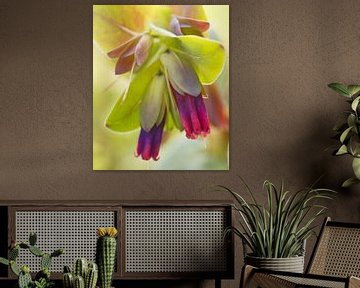 Purple Honeywort bloem van Iris Holzer Richardson