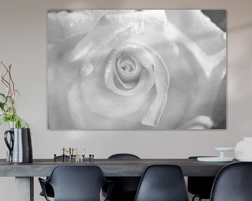 Witte roos met ochtenddauw van Iris Holzer Richardson