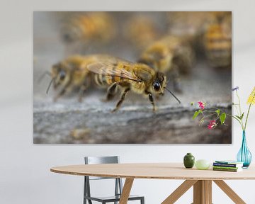 Abeille à l'entrée de la ruche sur Iris Holzer Richardson