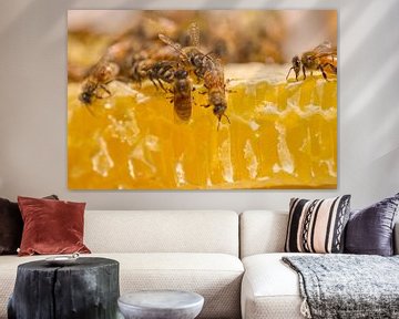 Honey Bees on Honey Comb by Iris Holzer Richardson