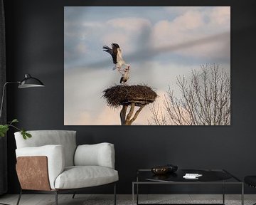 Mating dance storks by Vladimir Fotografie